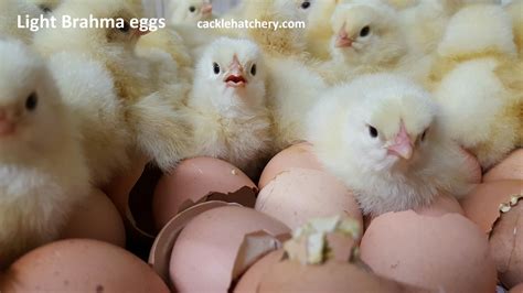 brahma chicken hatching eggs|light brahma hatching eggs.